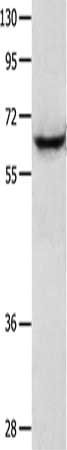 KRT2 Antibody