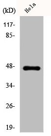 KRT20 Antibody