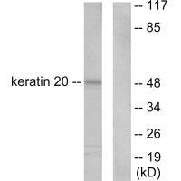 KRT20 antibody