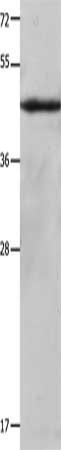 KRT23 Antibody