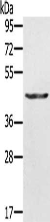 KRT31 Antibody