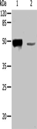 KRT31 antibody