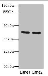 KRT33B antibody