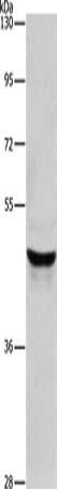 KRT40 Antibody