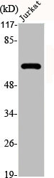KRT5 Antibody