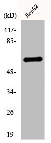 KRT5 Antibody