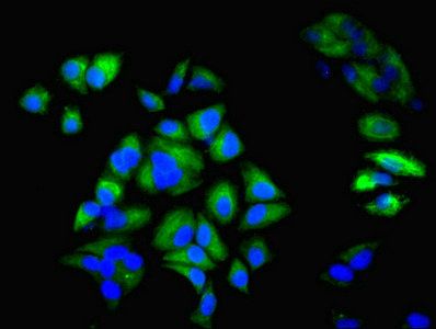 KRT6A antibody