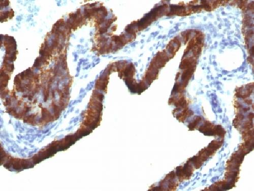 KRT7 Antibody