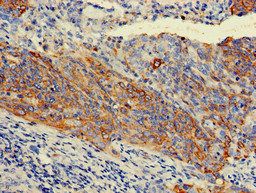 KRT7 Antibody