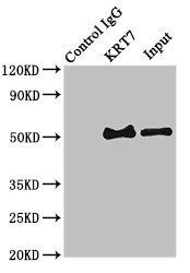 KRT7 antibody