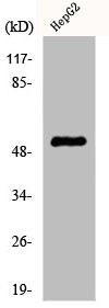 KRT7 Antibody