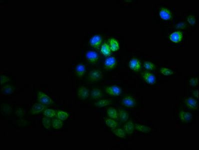 KRT8 Antibody