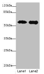 KRT8 Antibody
