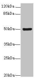 KRT80 antibody