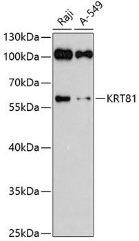 KRT81 antibody