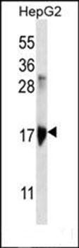 KRTAP1-3 antibody