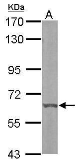 KSR antibody