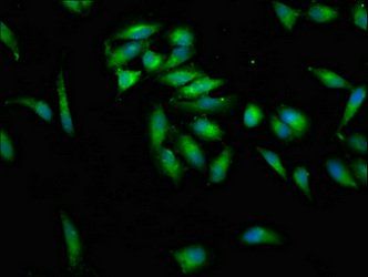 KSR2 Antibody