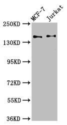 KTN1 antibody