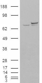 Goat anti-KU70 / XRCC6 Antibody