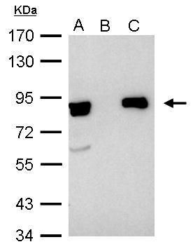 Ku80 antibody [N3C2], Internal
