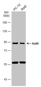 Ku80 antibody