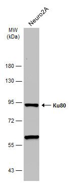 Ku80 antibody