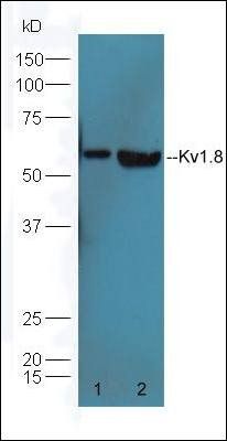 Kv1.8 antibody