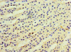KYAT3 Antibody