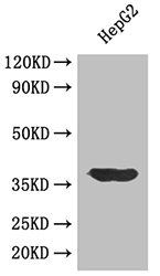 L-lactate dehydrogenase A chain antibody