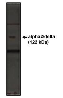 Rabbit Rat calcium channel alpha2/delta subunit Antibody