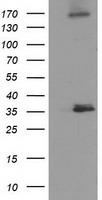 L1CAM Antibody