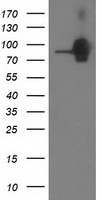 L1CAM Antibody