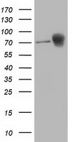 L1CAM Antibody