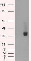 L1CAM Antibody