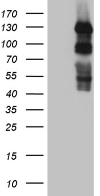 L3MBTL3 Antibody