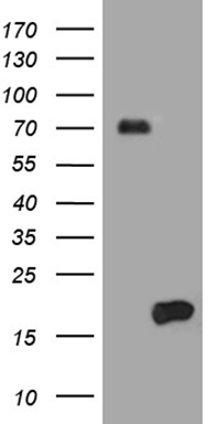 L3MBTL3 Antibody