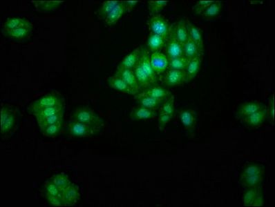 LACE1 antibody