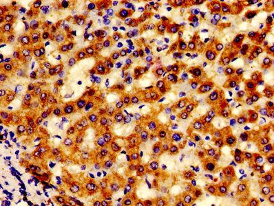 LACE1 antibody