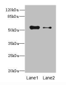 LACE1 antibody