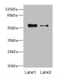 AFG1L Antibody