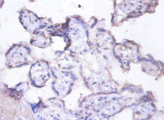 MFGE8 Antibody