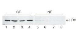 Lactate Dehydrogenase antibody (Biotin)