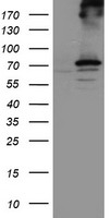LACTB2 Antibody