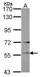 Ladinin 1 antibody [C1C3]