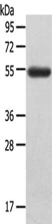 LAG3 Antibody