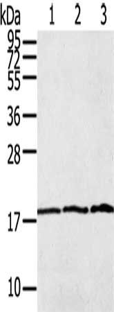 LAIR2 antibody