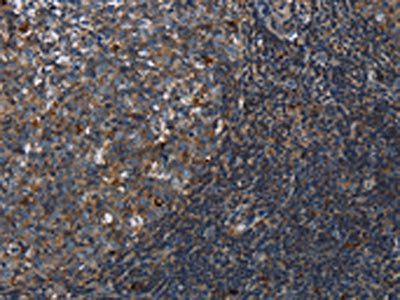 LAIR2 Antibody