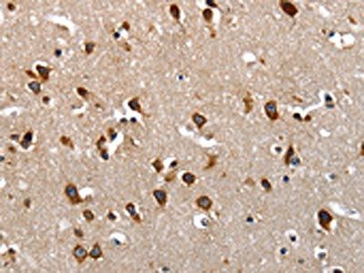 LAMA1 Antibody