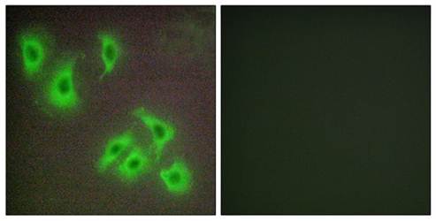 BCLW Antibody
